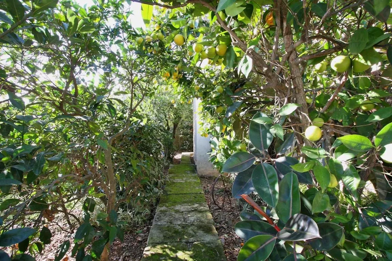 Rosa Villa Pollenca